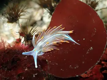 Horned Nudibranch