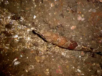 Painted Greenling
