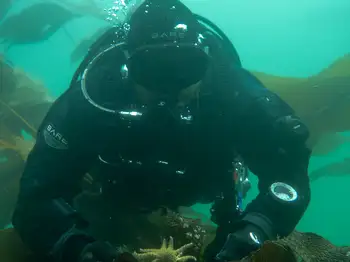 Sunflower Star