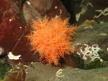 Red Sea Cucumber
