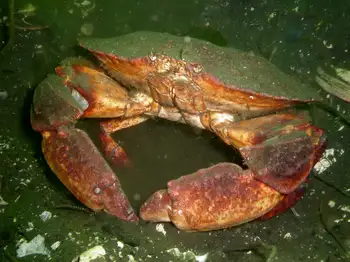 Red Rock Crab