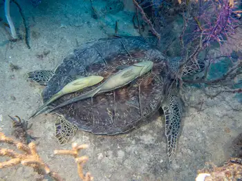Green Sea Turtle