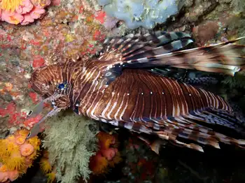 Lionfish
