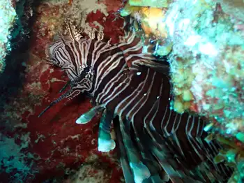 Lion Fish