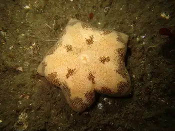 Slime Star