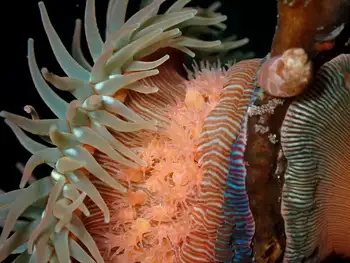Proliferating Anemone