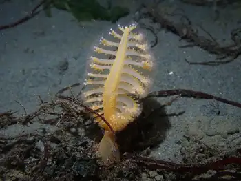 Ptilosarcus gurneyi Sea Pen