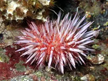 Red Sea Urchin