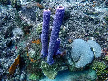 Sponge