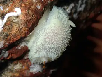 Pilose Dorid