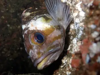 Copper Rockfish