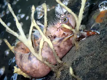 Decorated War Bonnet