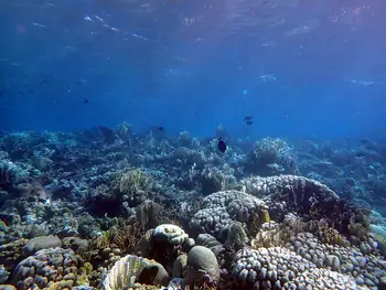 Coral