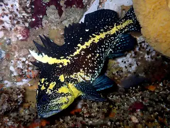China Rockfish