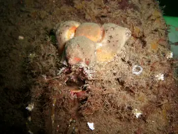 Rhinoceros Crab