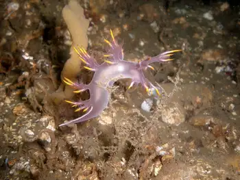 Multicolor Dendronotid