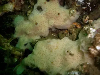 Hard Gnarled Clump Sponge