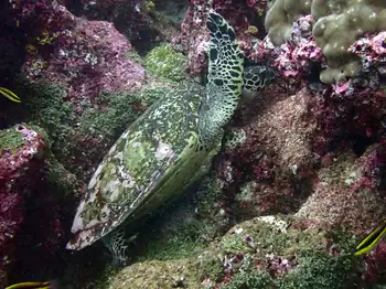 Hawksbill Sea Turtle