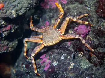 Scaled Crab