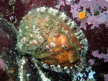 Northern Abalone