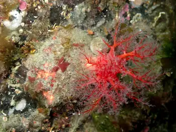 Red Creeping Pedal Sea Cucumber