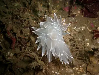 Fan Bryozoan