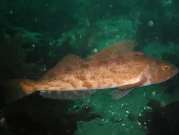 Female Kelp Greenling