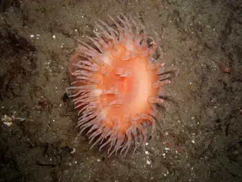 Painted Anemone
