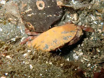 Juvenile Red Rock Crab