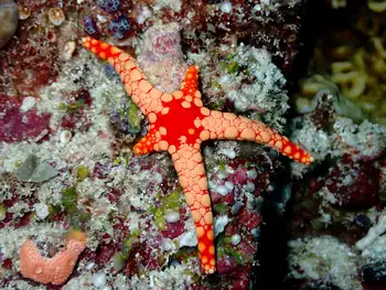 noduled star