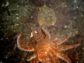 Sunflower Star