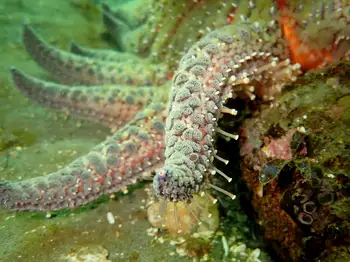 Sunflower Star
