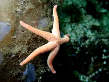 Blood Star