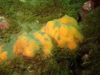 Sponge