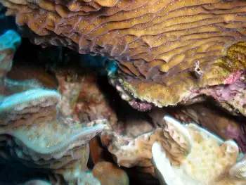 Coral