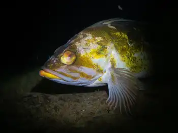 Copper Rockfish
