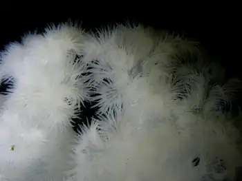 Metridium Anemone