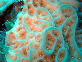 Coral