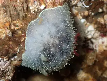 Nanaimo Nudibranch