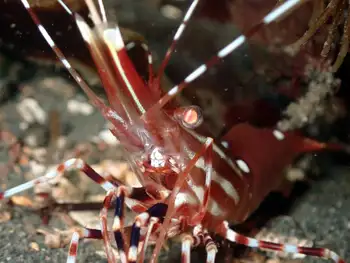 Pacific Prawn