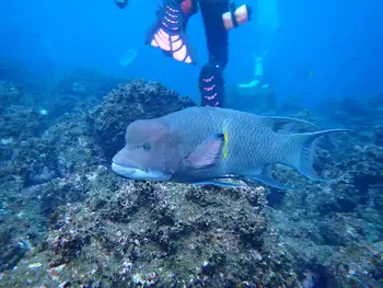 mexican hogfish