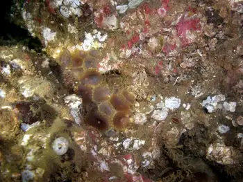 Slime Tube Feather Duster Worms