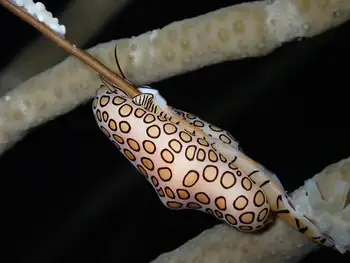Flamingo Tongue Snail