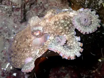Giant Pacific Octopus