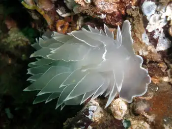 Alabaster Nudibranch