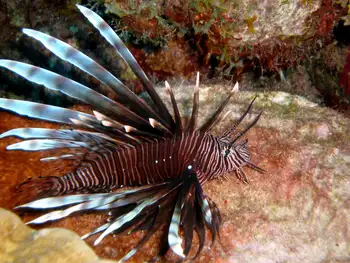 Lionfish