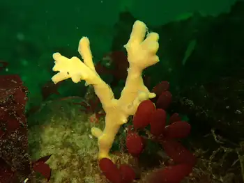 Tough Yellow Branching Sponge