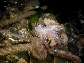 Alabaster Nudibranch