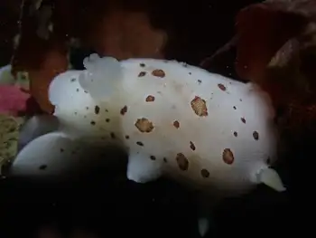 Leopard Nudibranch