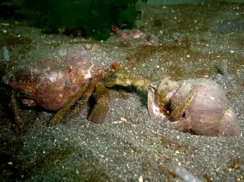 Grainyhand Hermit Crabs